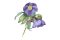 hellebore