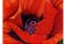 oriental-poppy