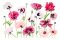 oriental-poppy